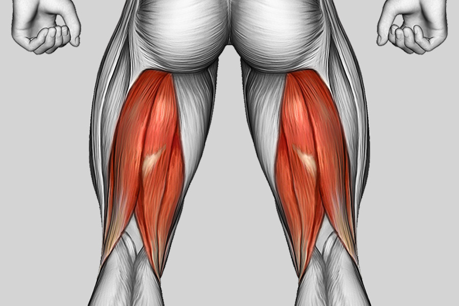 Exercise Category Muscles